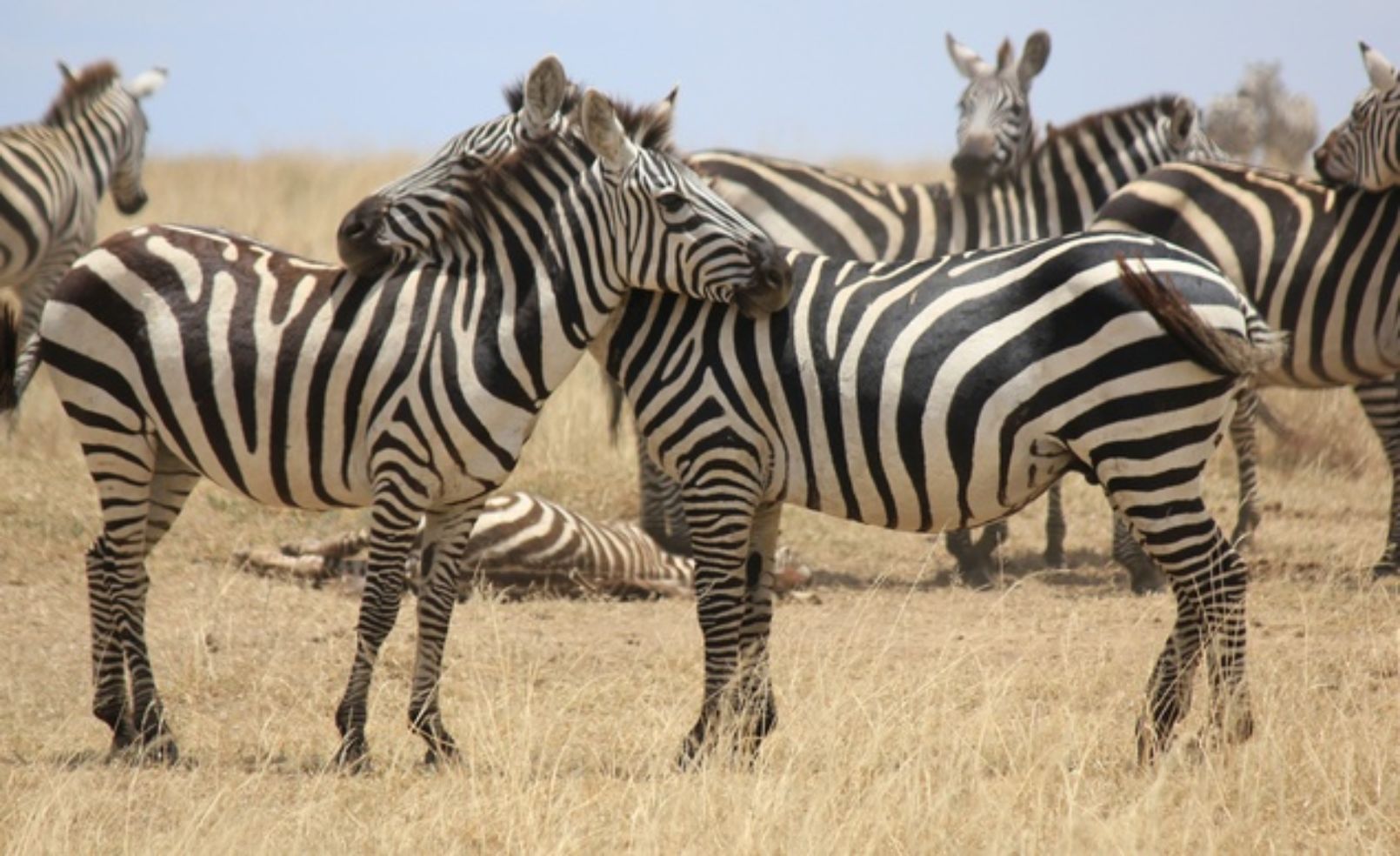 Zebras during a safari in Africa