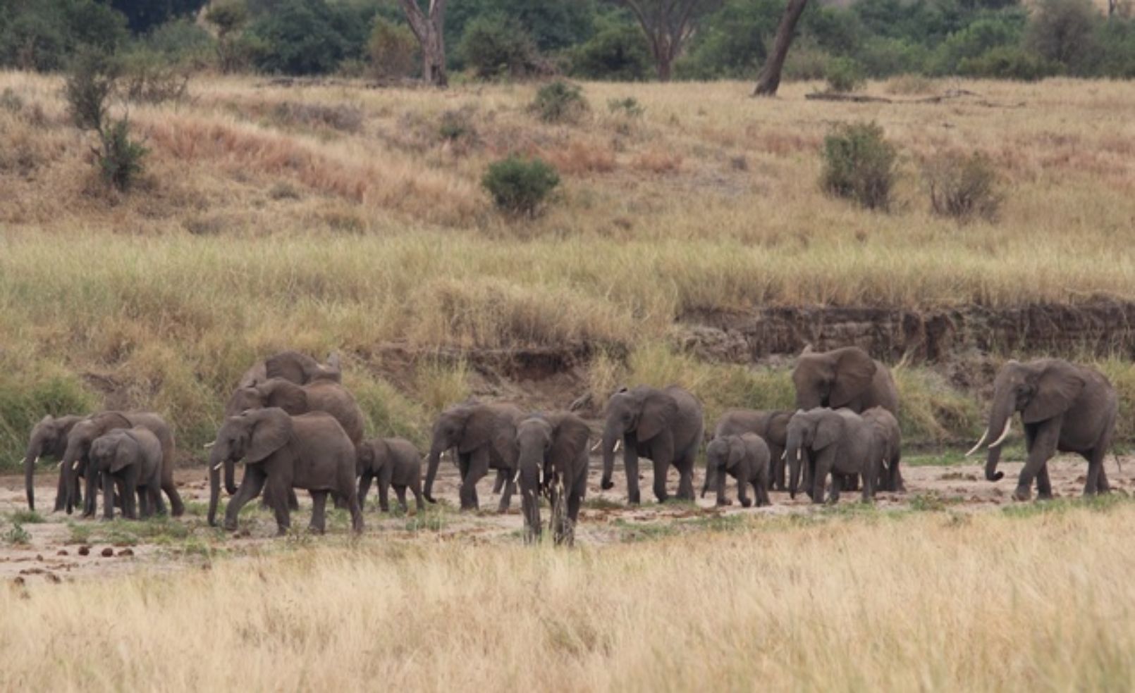 Elephants in Tanzania