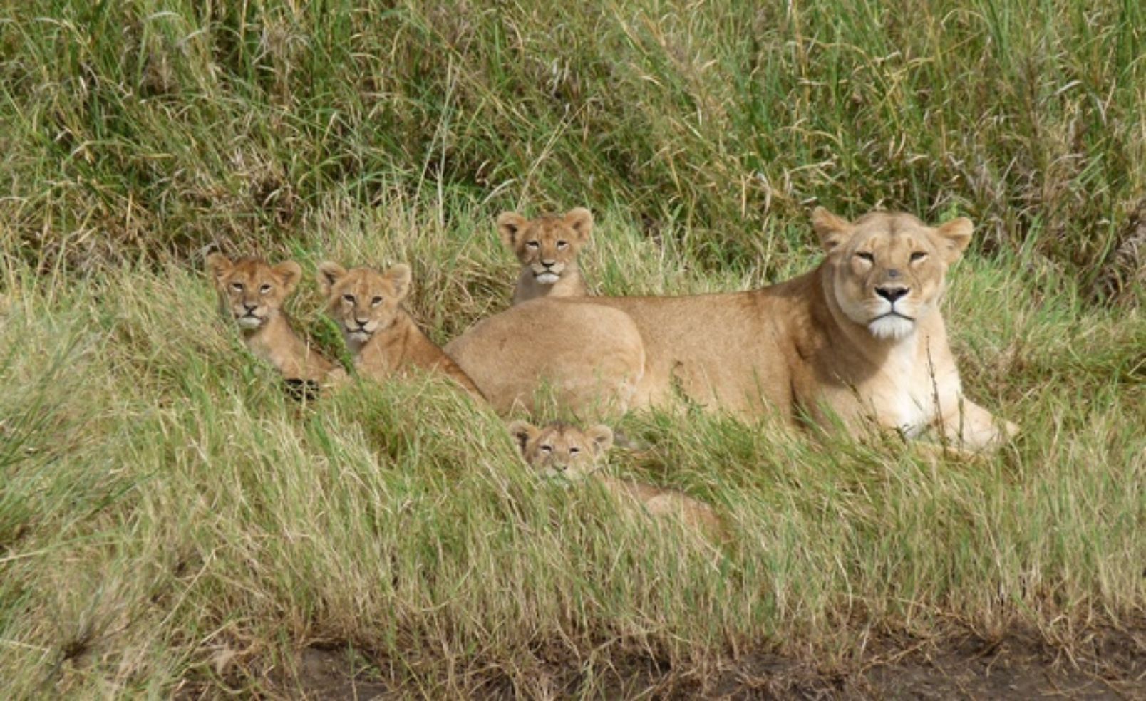 Lioness and cubs in the Serengetti