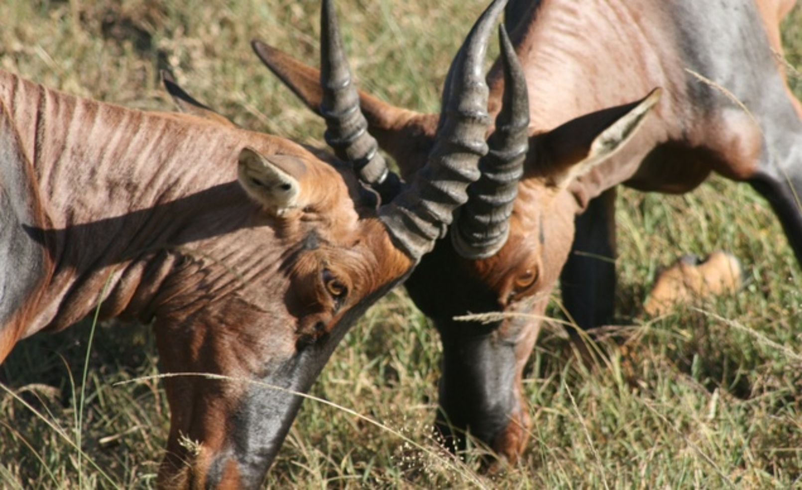 Two topi in Masai Mara