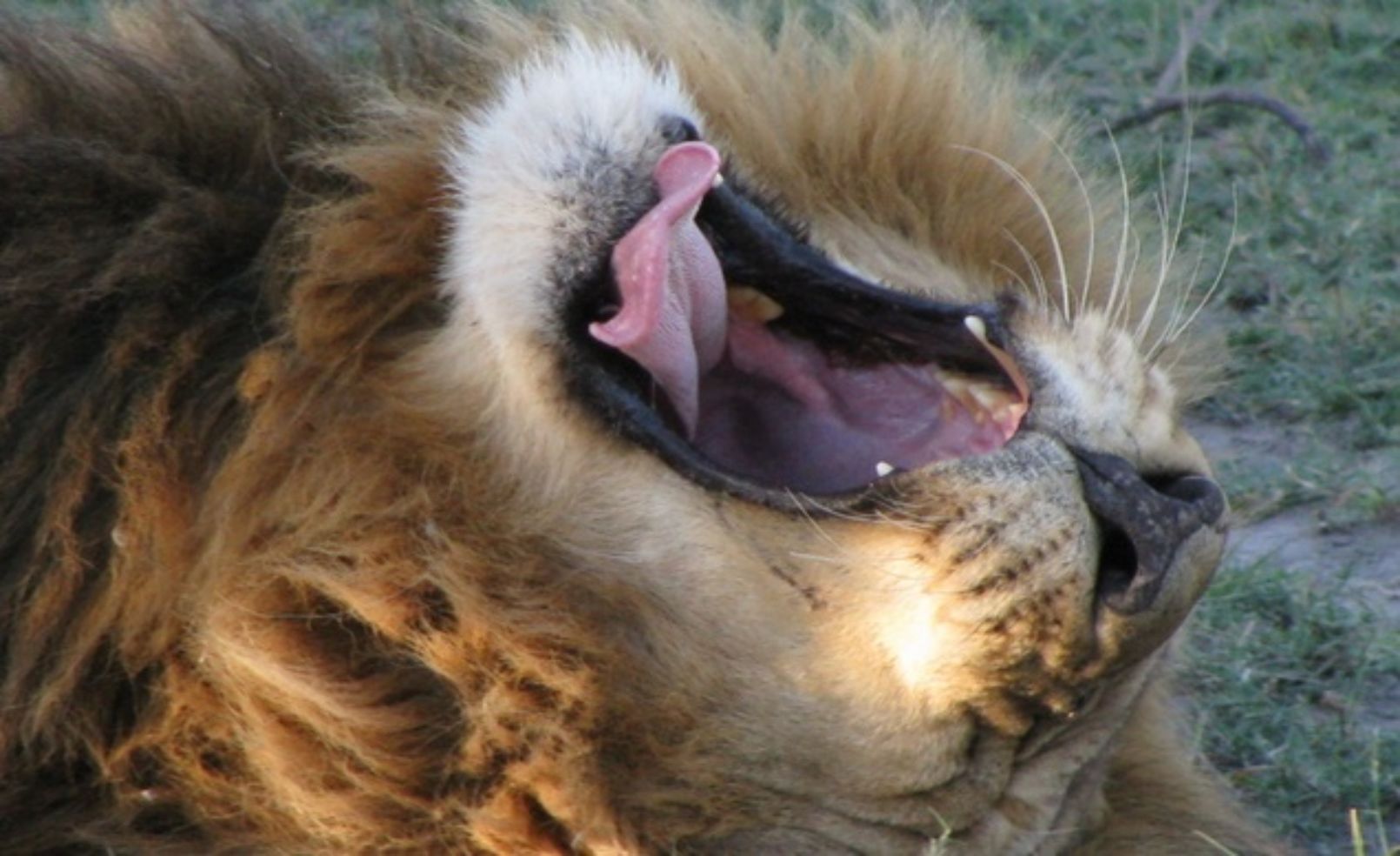 Yawning lion in Botswana