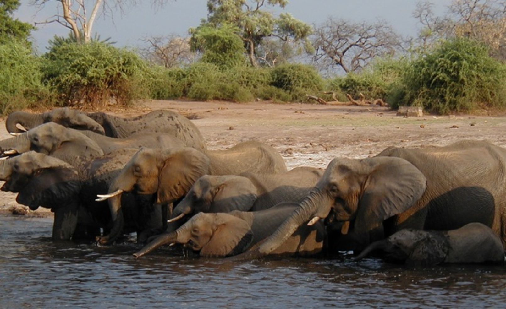 Elephants on safari in Africa