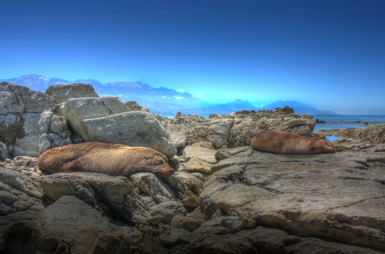 Seals in Kaikoura, New Zealand