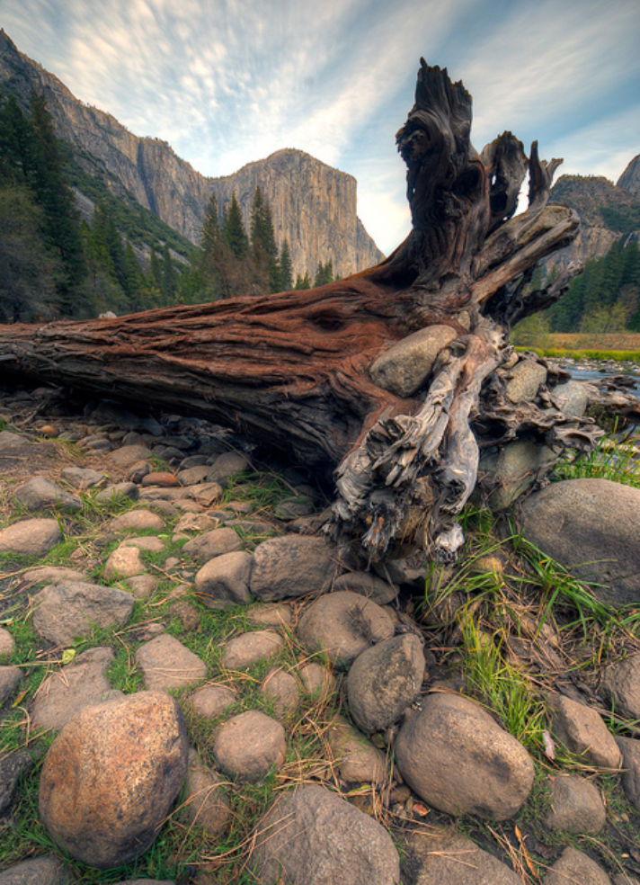 Sequoias in Yosemite National Park