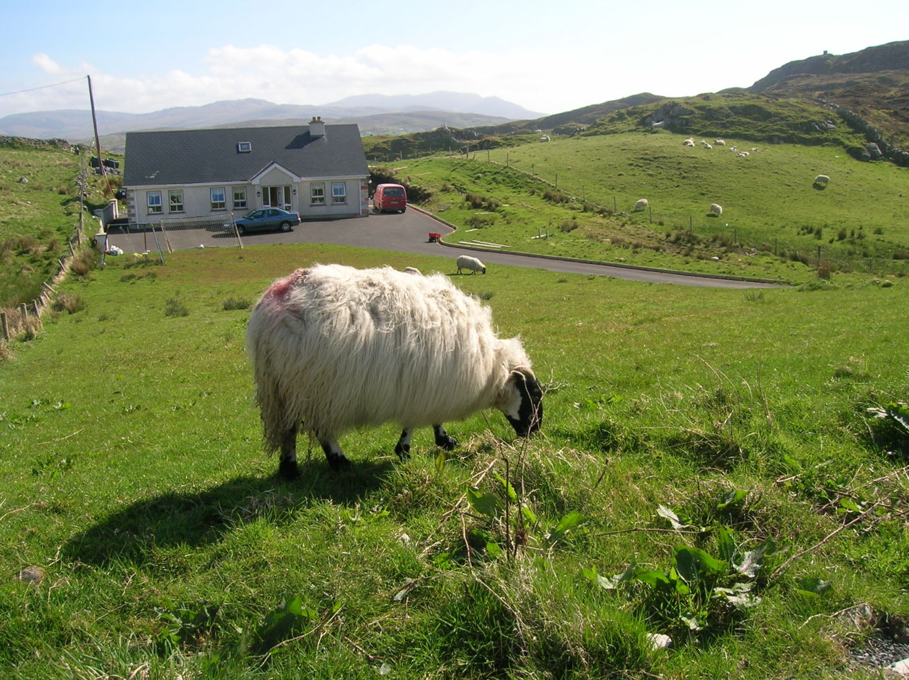 Sheep in County Donegal, Ireland