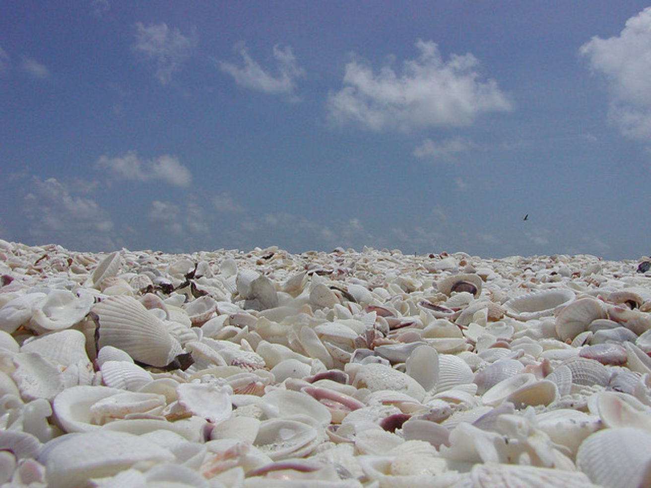 Shells of Sanibel Island, Florida