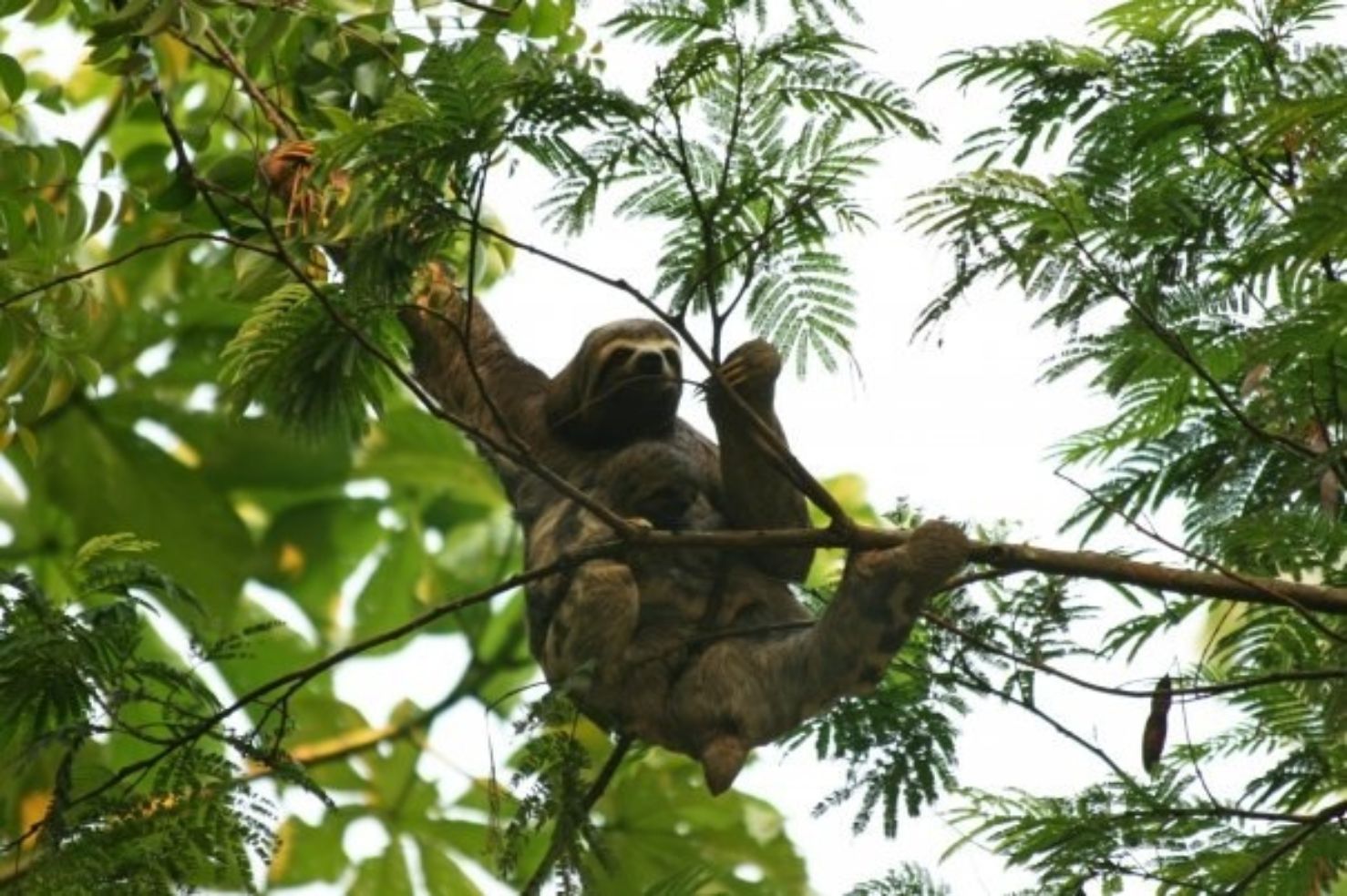 Sloth climbing through the jungle in Tambopata Peru.