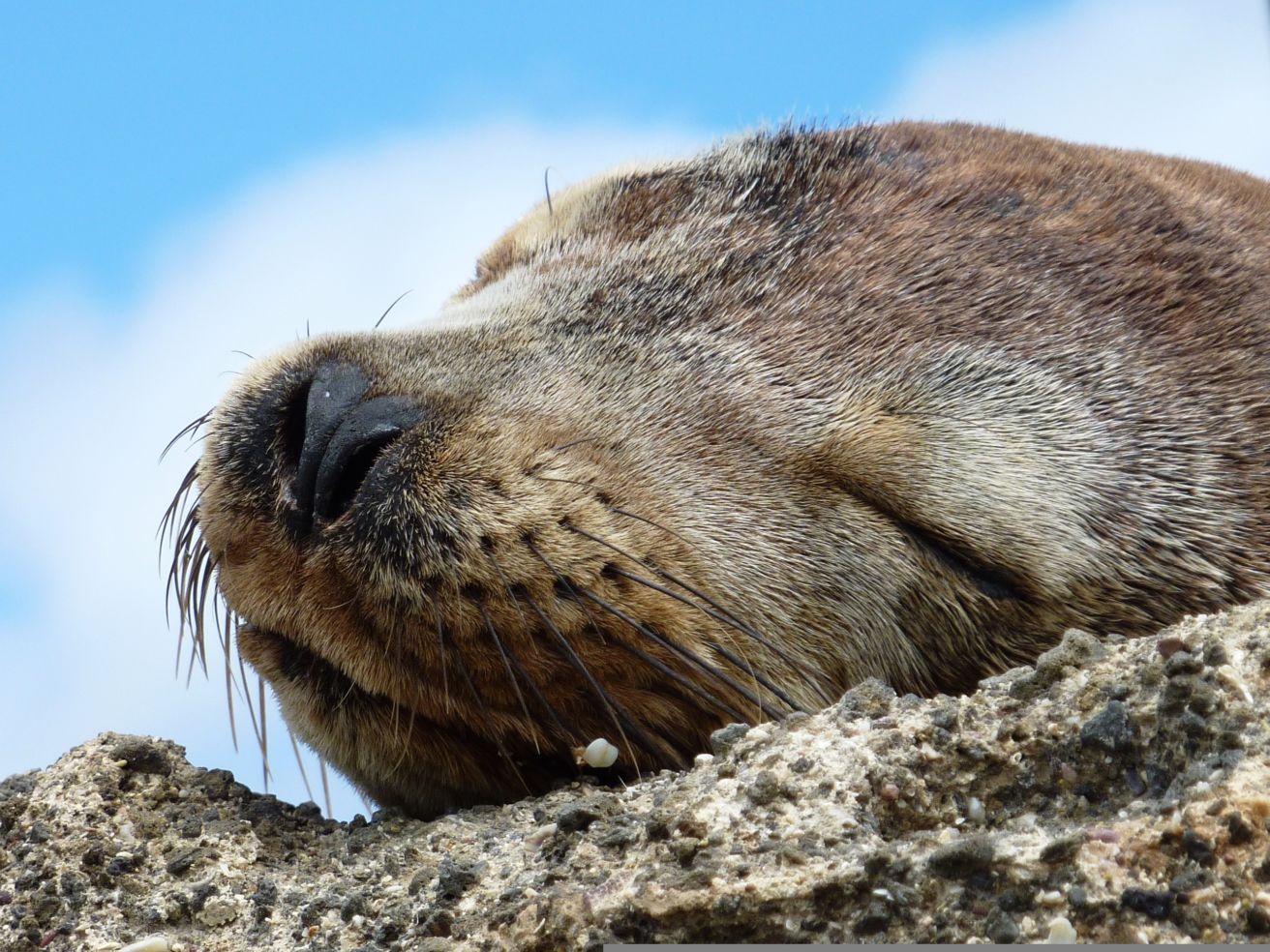 Galápagos Islands
