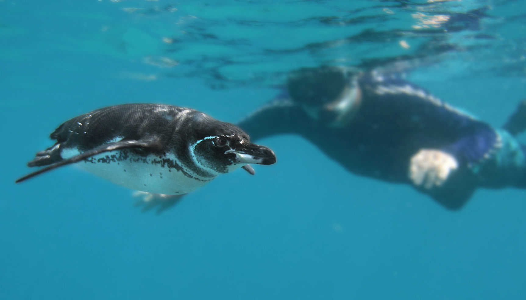 snorkeling with a penguin in galapagos ecuador