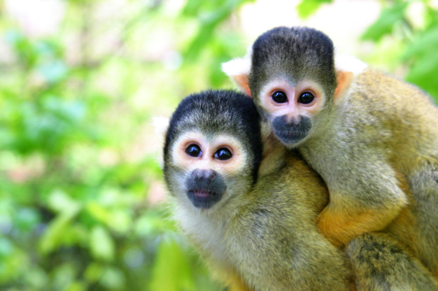 Squirrel Monkeys