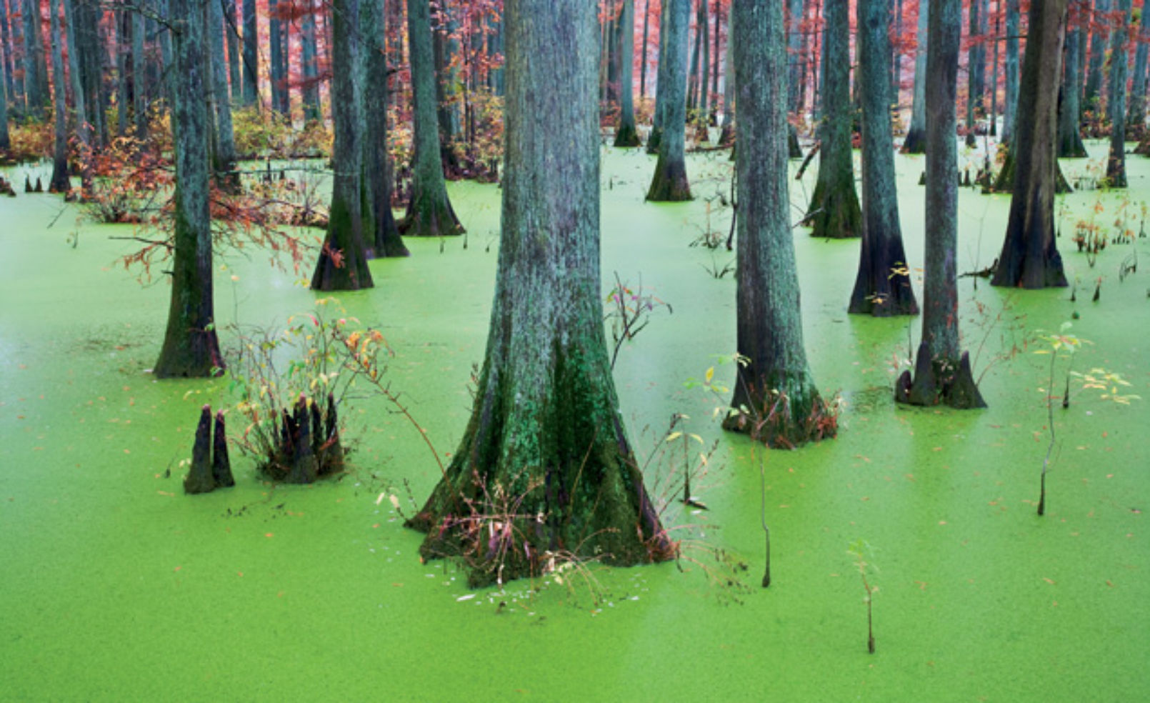 Cache River State Natural Area, Illinois