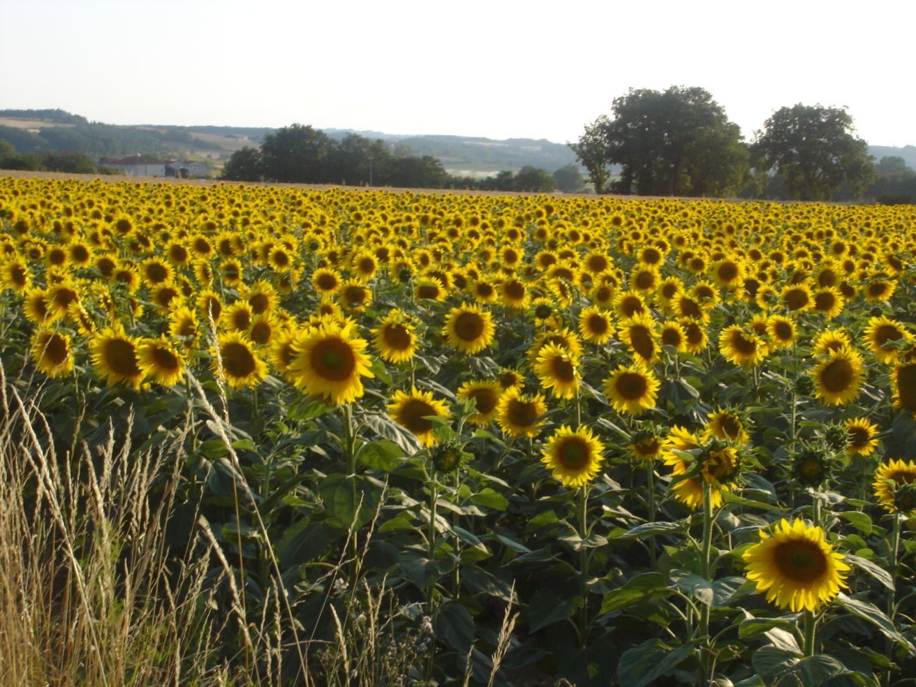 Sunflower fields, South of France