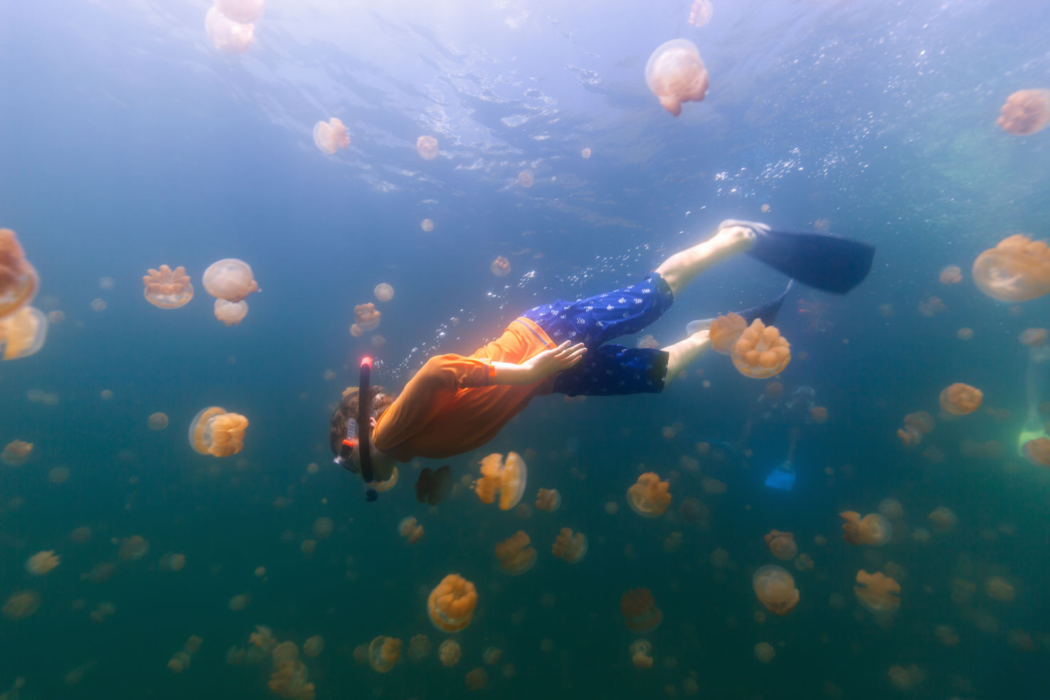 jellyfish in freshwater
