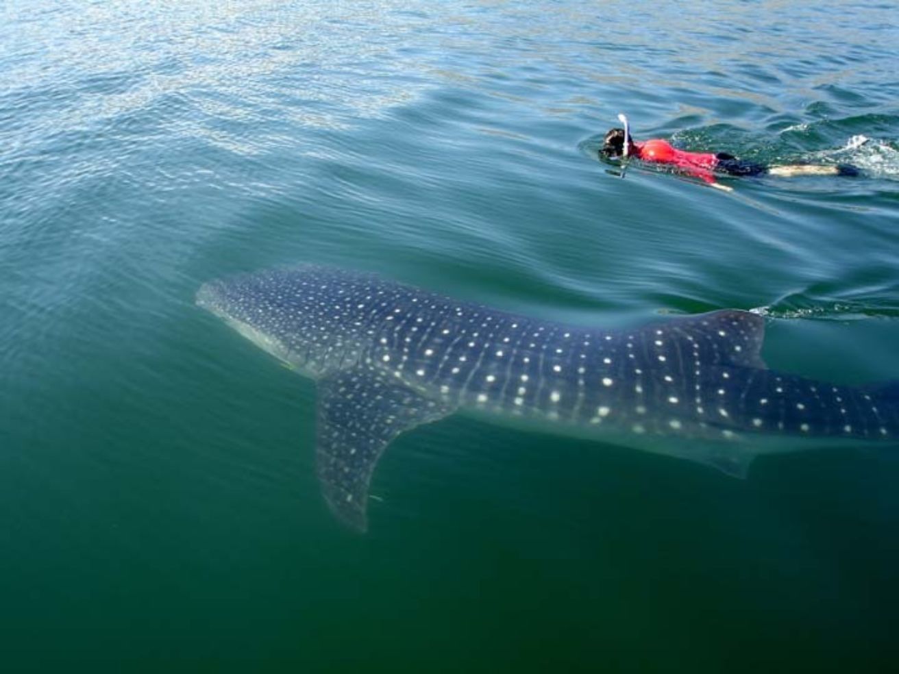 Swimming with Whale Sharks in Baja.