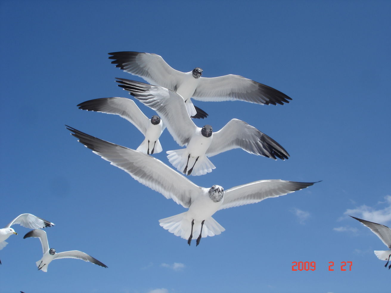 seagulls in Tampa
