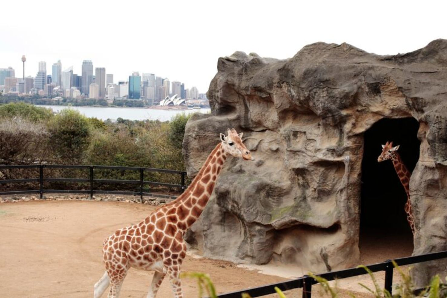 Taronga Zoo in Sydney Australia