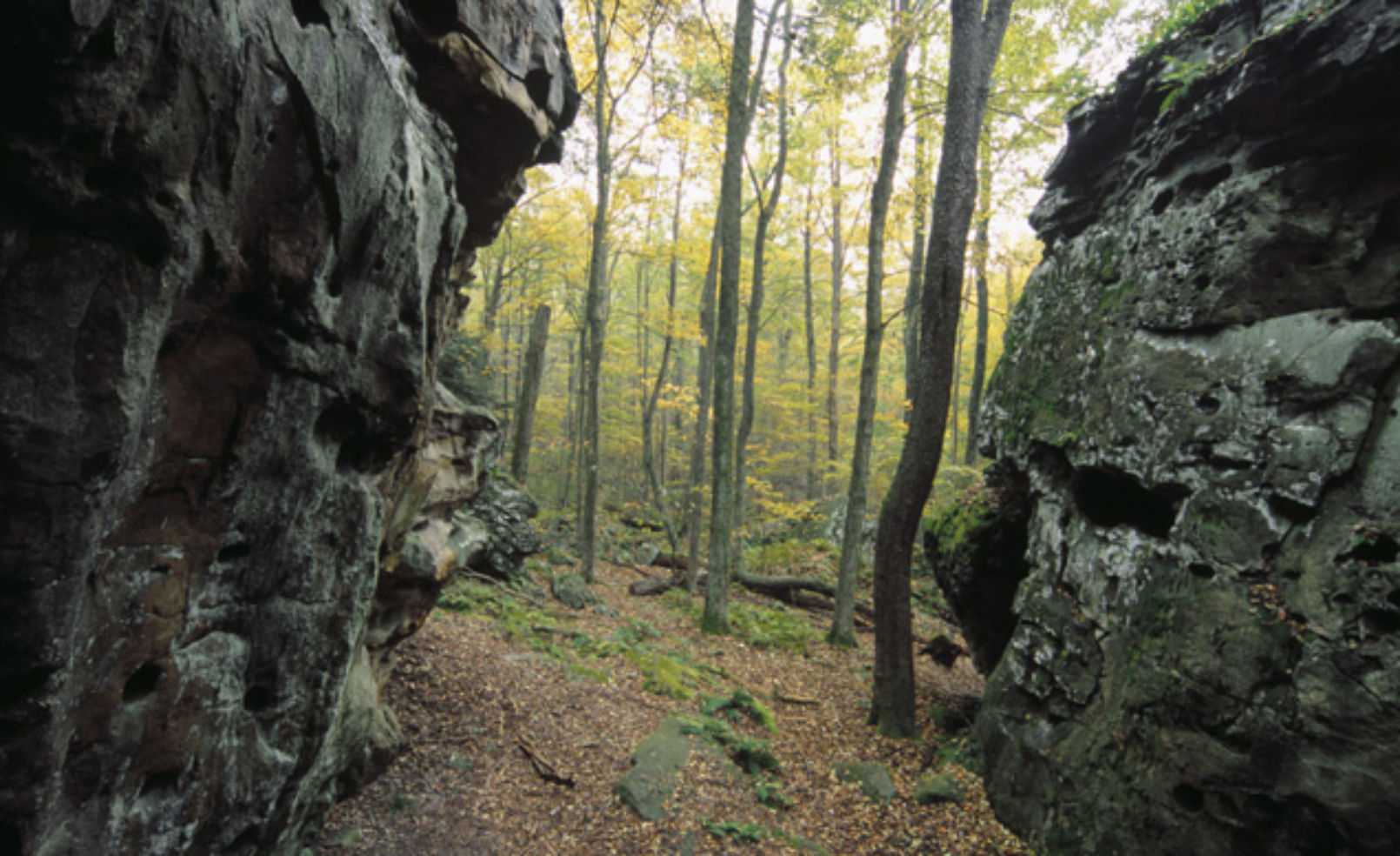 Monongahela National Forest