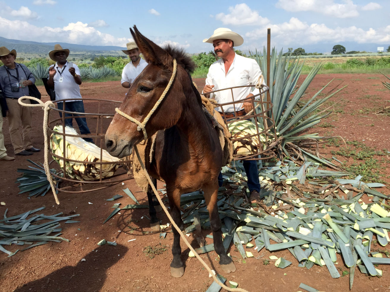 Blue agave preparation, Tequila Mexico