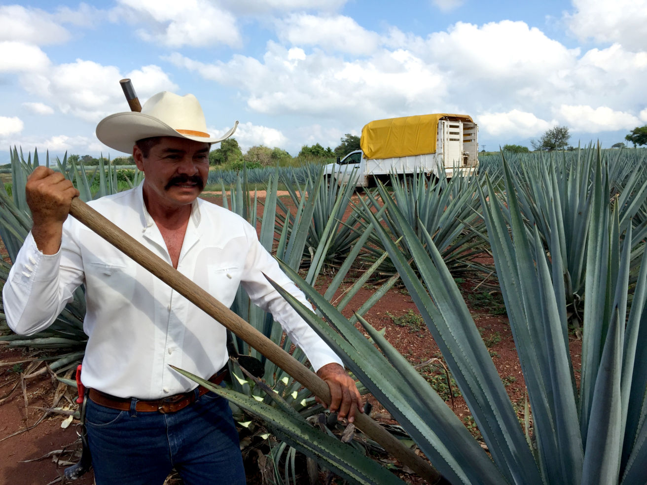 Blue agave, Tequila Mexico