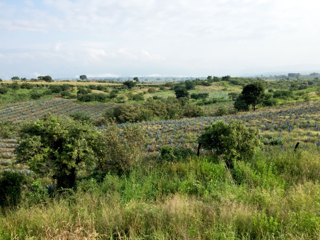 Views of the agave fields from the Jose Cuervo Express