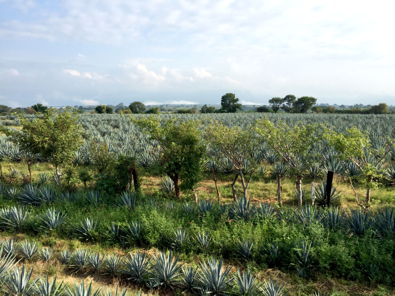 Agave fields from the Jose Cuervo Express