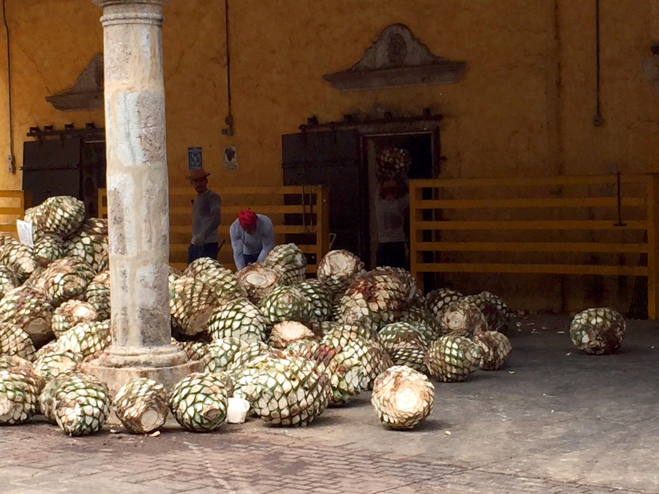 Pinas getting ready for processing at La Rojeña