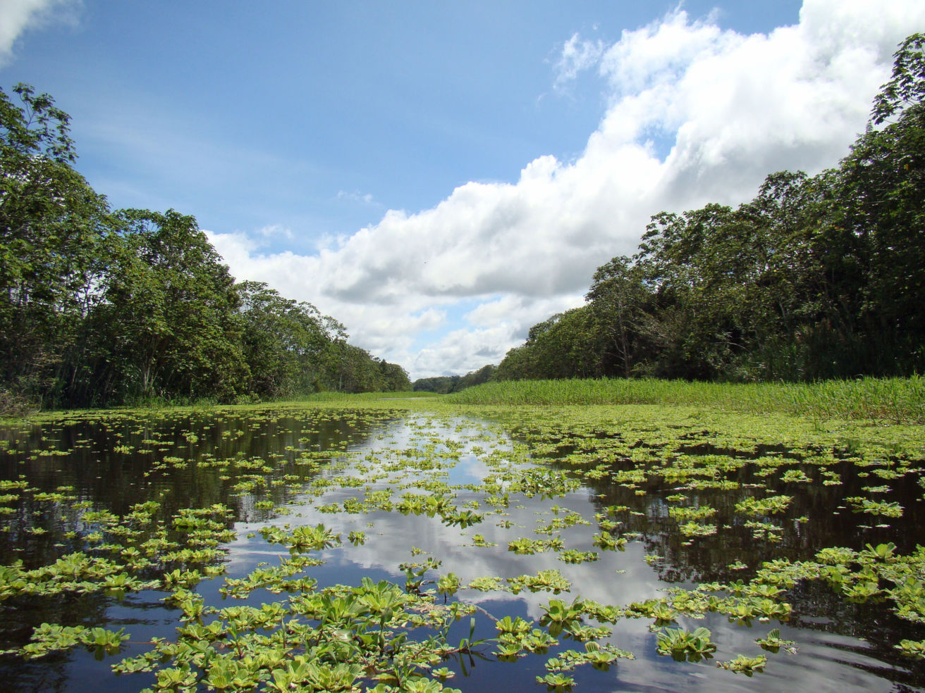 The Amazon by boat