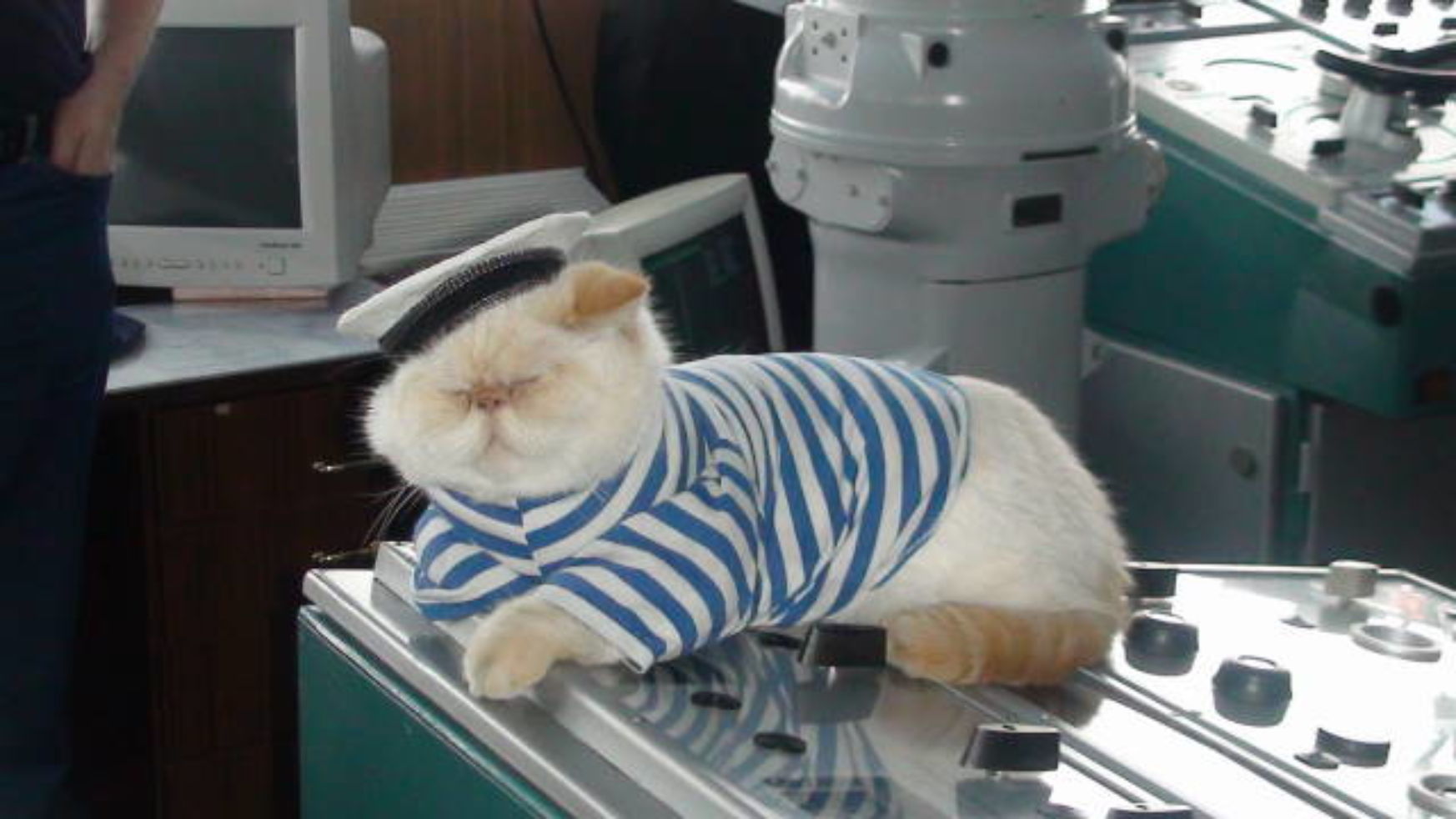 The ship's cat