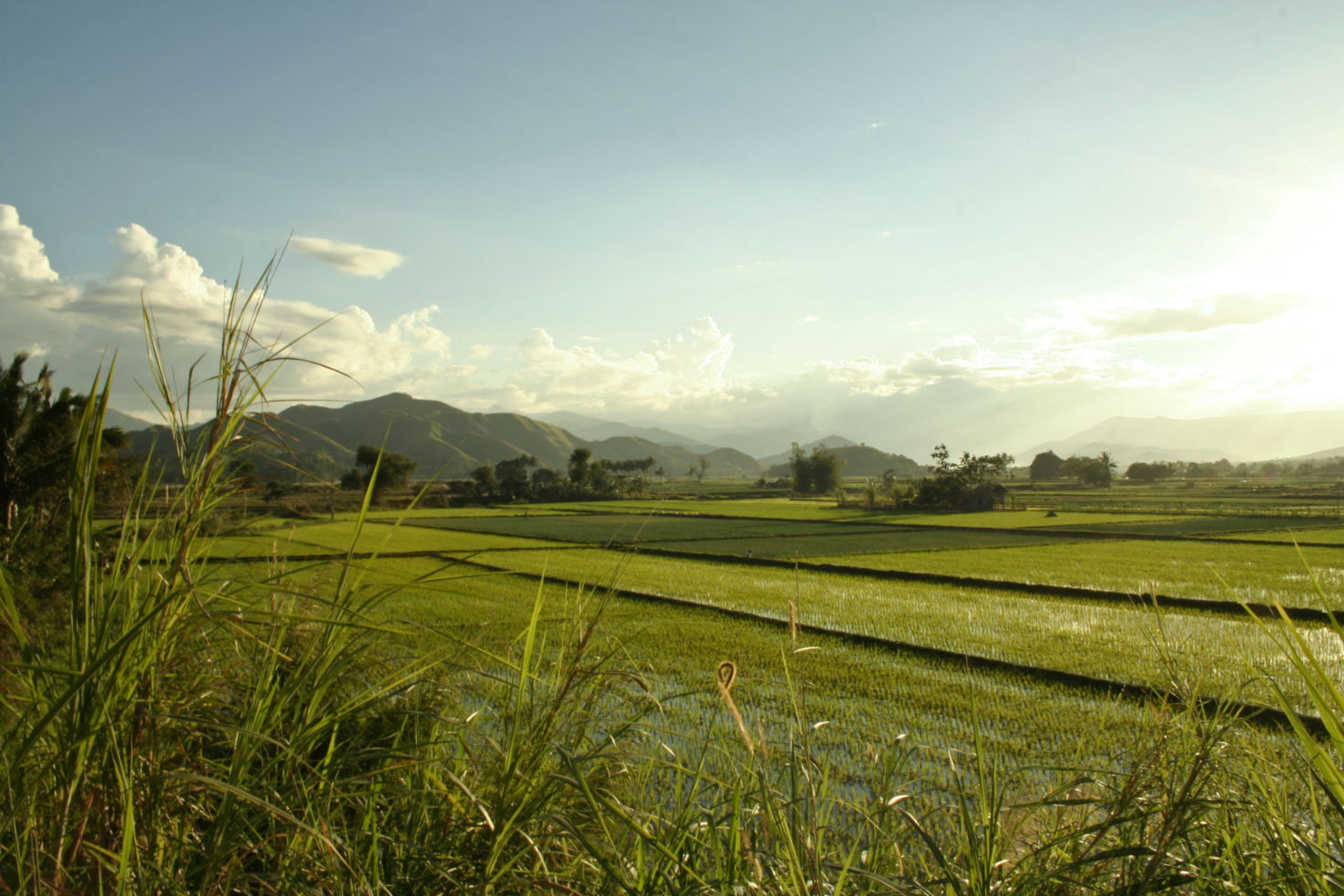 Rice production in the fields of northern luzon the philippines