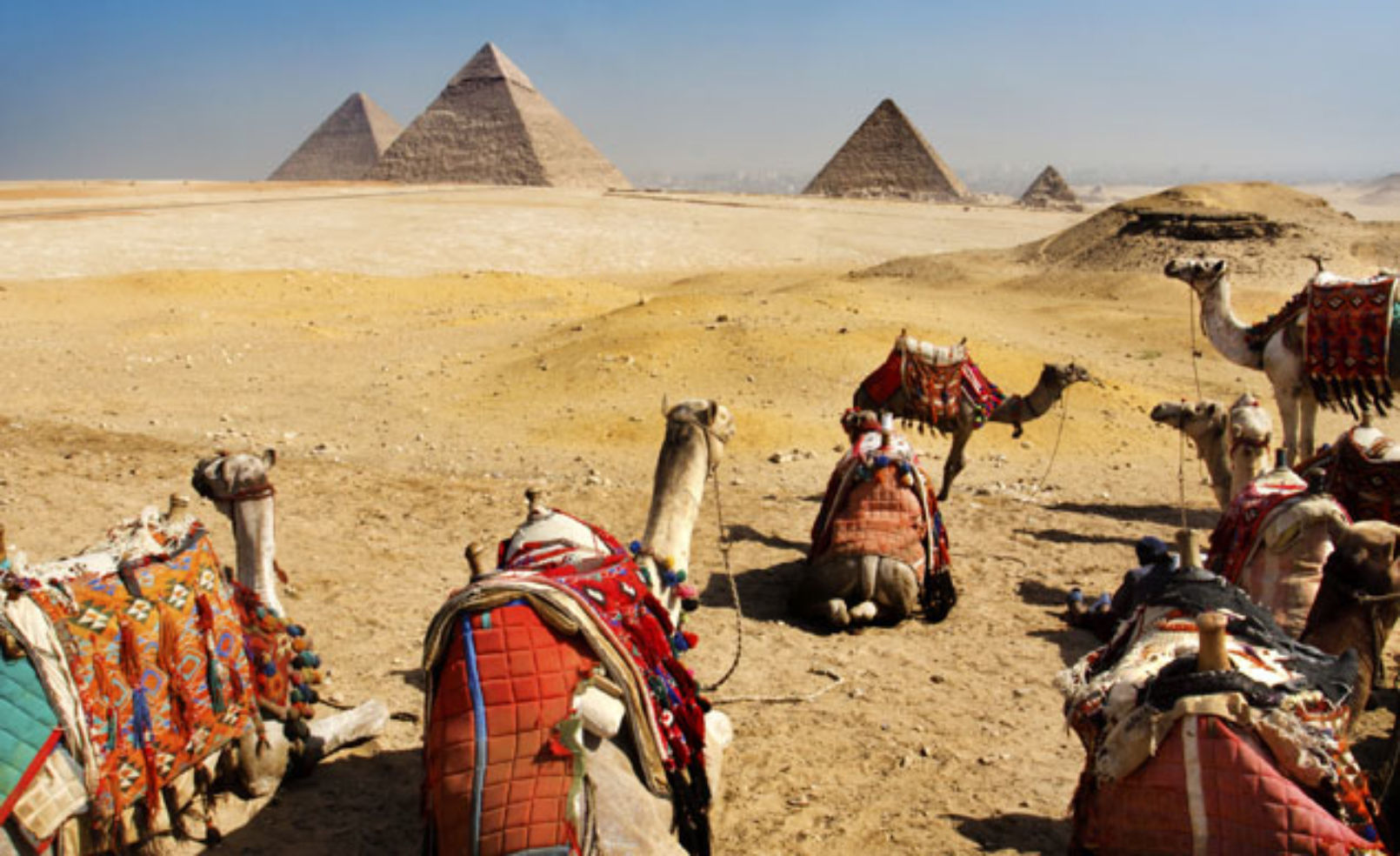 Camels and Pyramids in Egypt