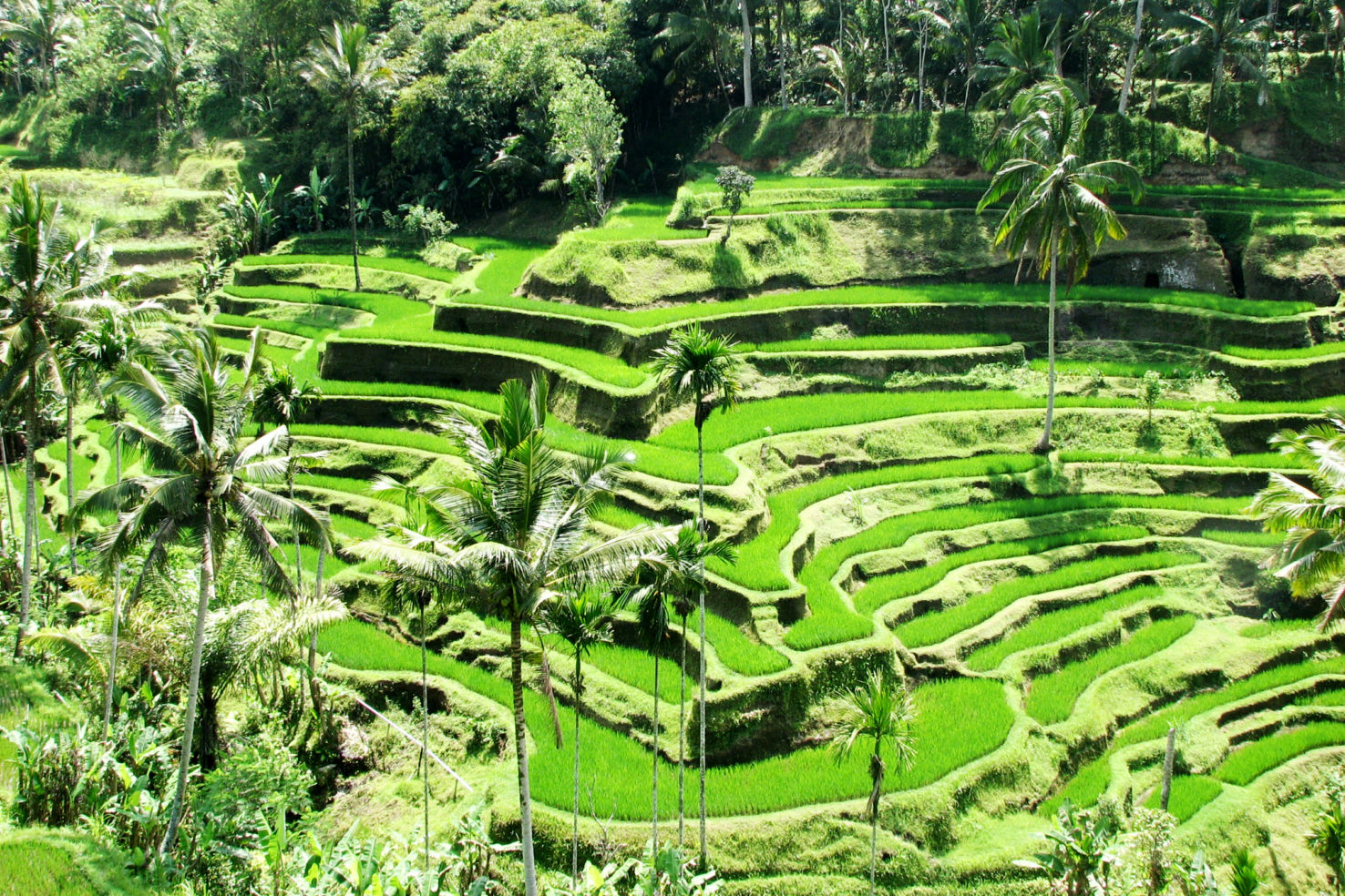 Eat Pray Love in Bali, Indonesia