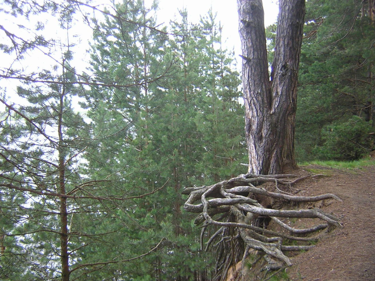 Tree clinging to a cliff in Russia