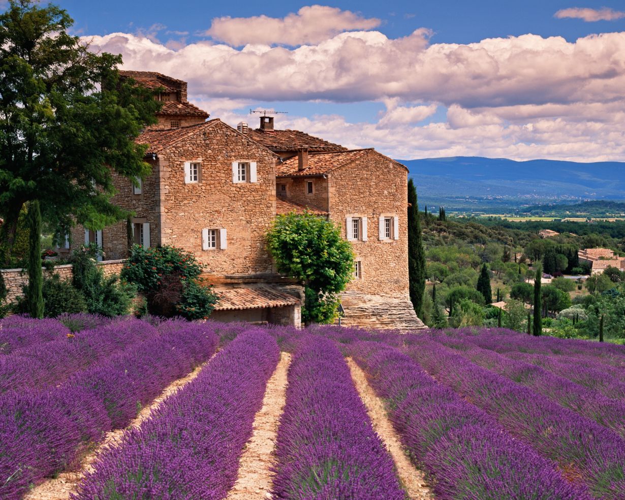 Lavender fields in Tuscany, Italy