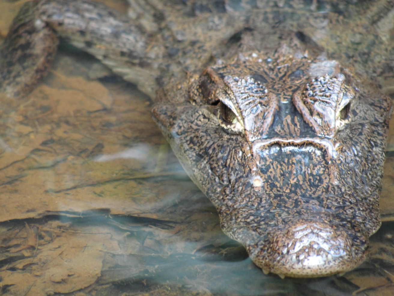 A close up look at a caiman in Costa Rica