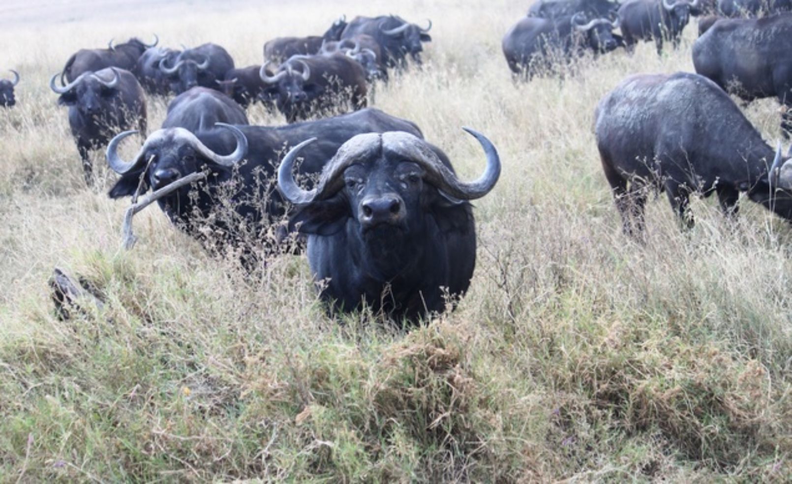 Water Buffalo on the Serengeti