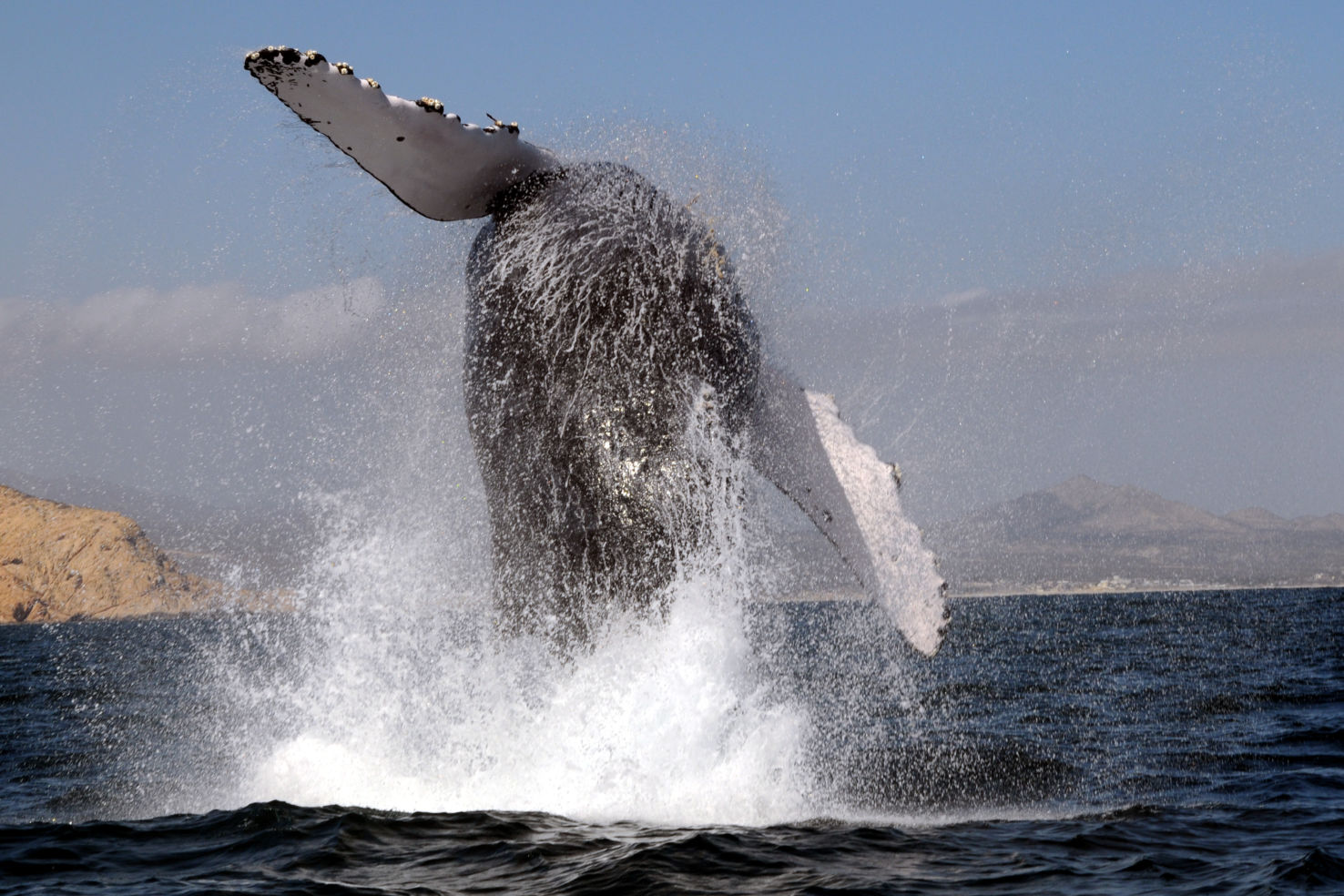 Whale watching in Cabo San Lucas