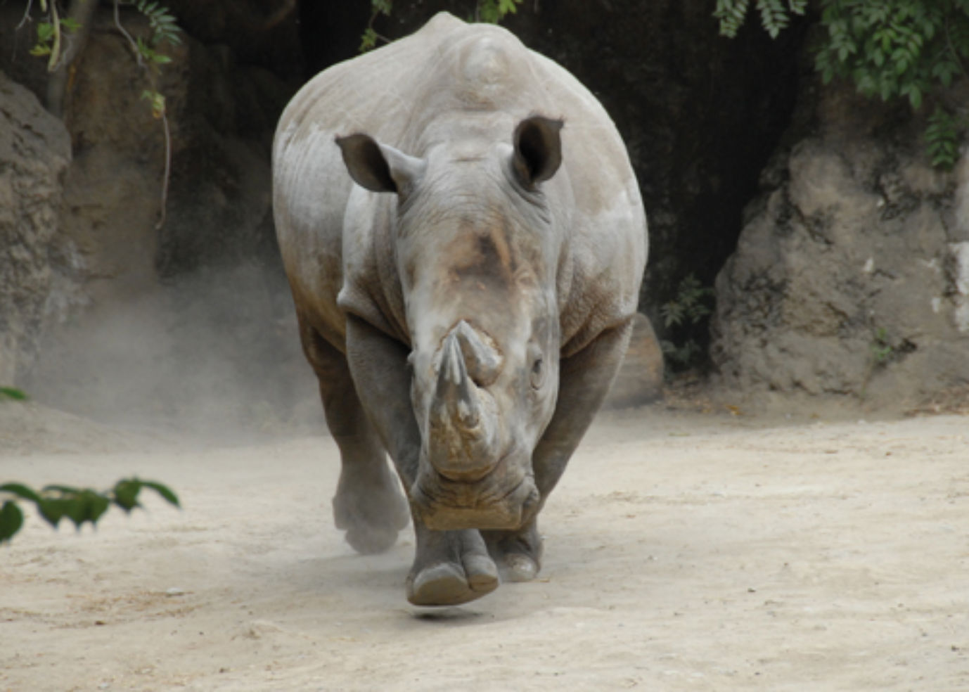 White Rhino from the Philadelphia Zoo