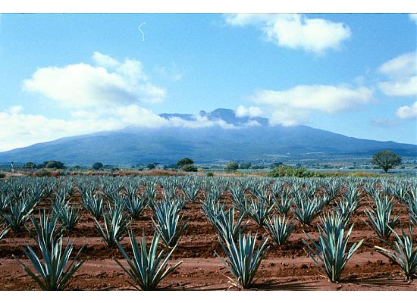 Wild blue agave outside the town of Tequila