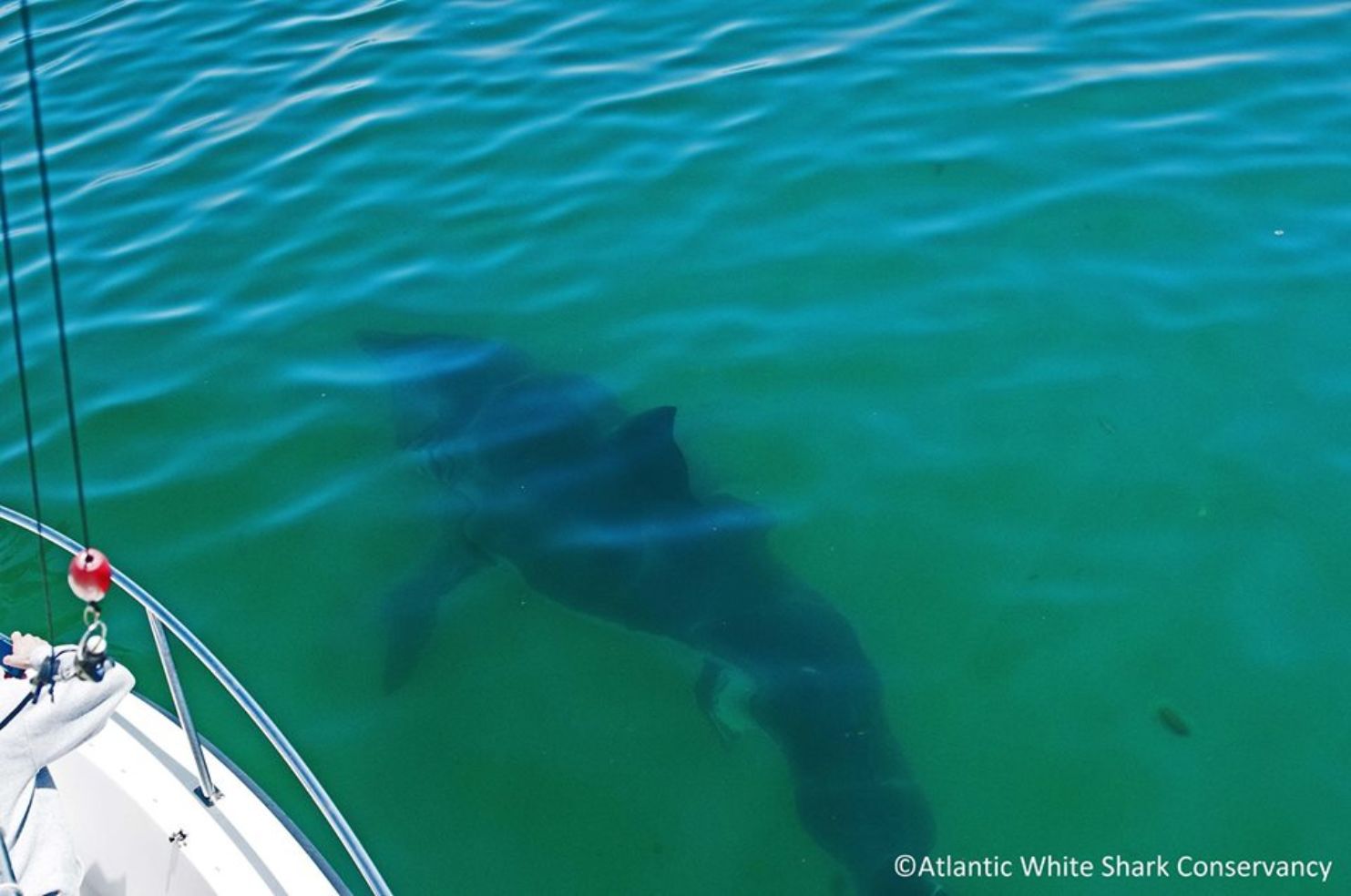 Great White next to Boat, Cape Cod