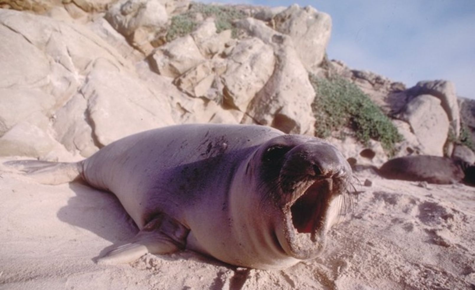 Channel Islands NP