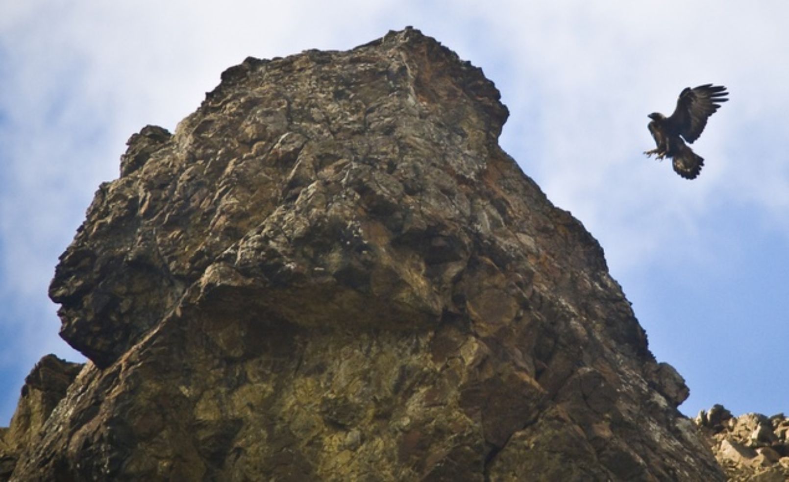 Eagles flying in Denali National park