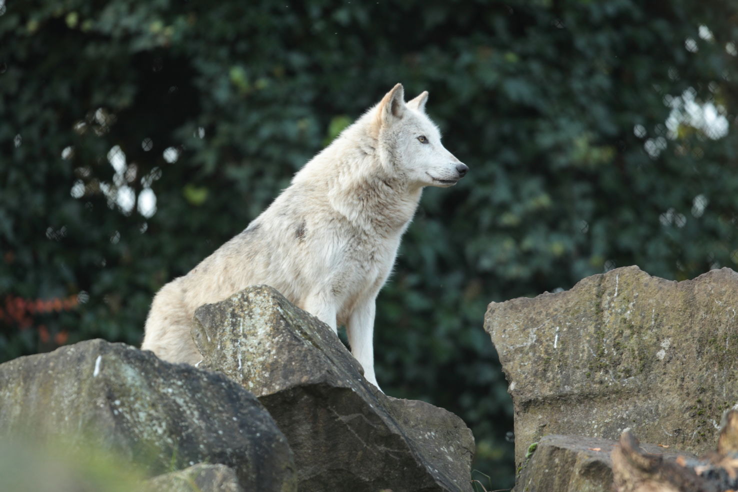 Grey wolf, Michigan