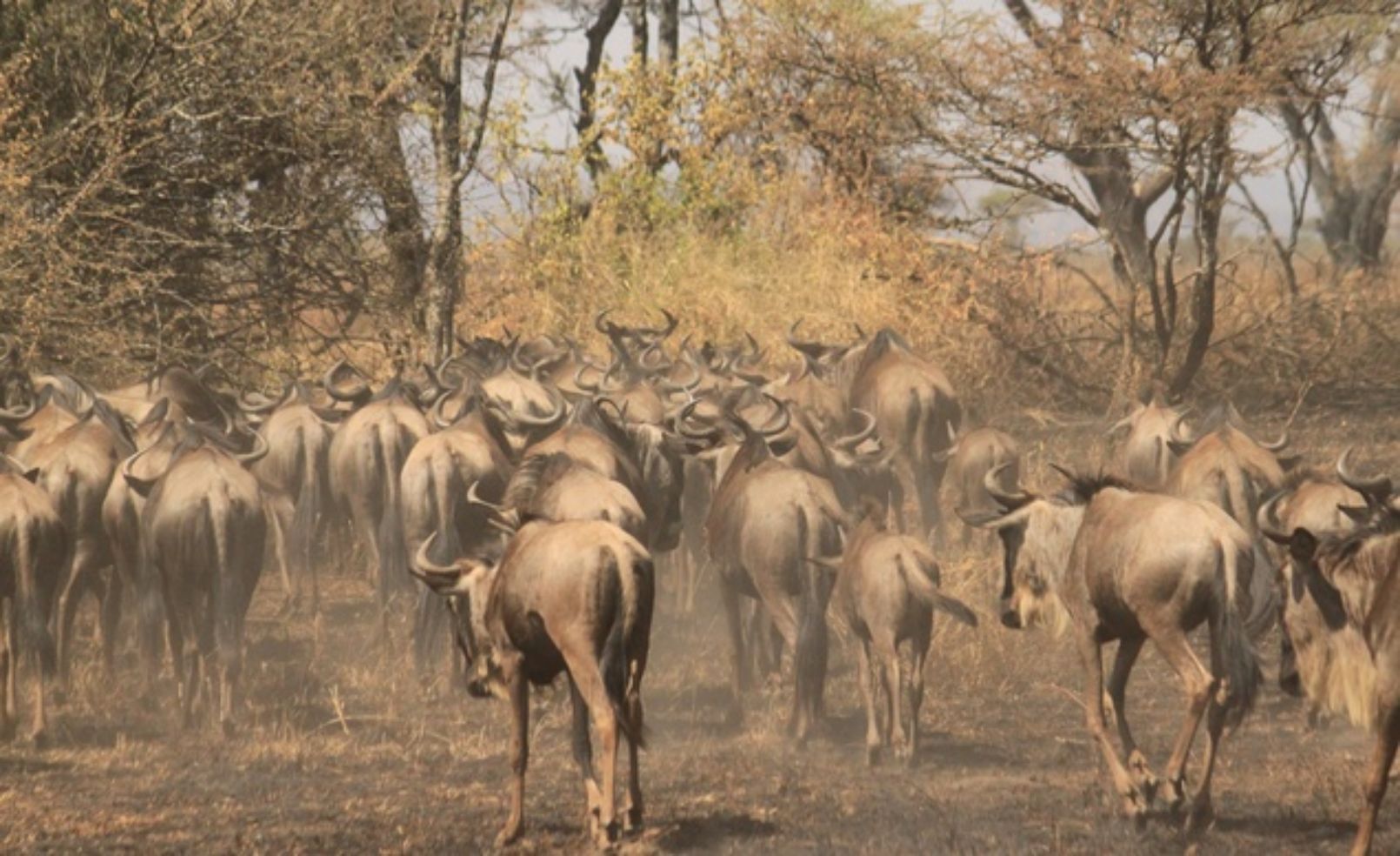 Wildebeest migration