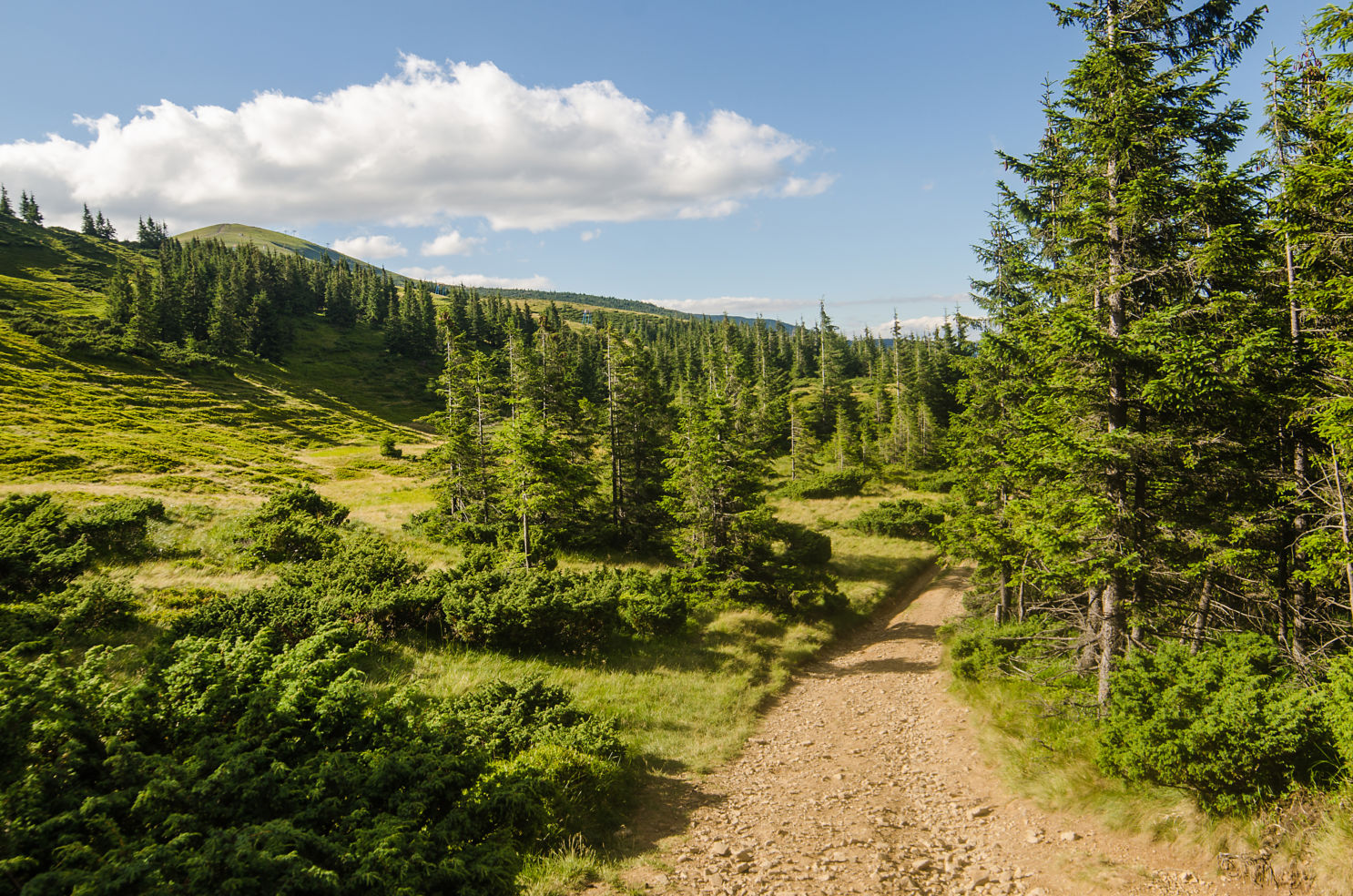 Carpathian Mountains next to Dragobrat, Ukraine. Summer
