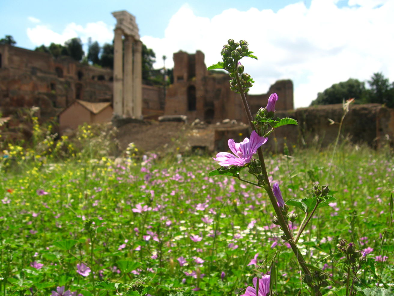 Wildflowers bloom in the Roman Forum