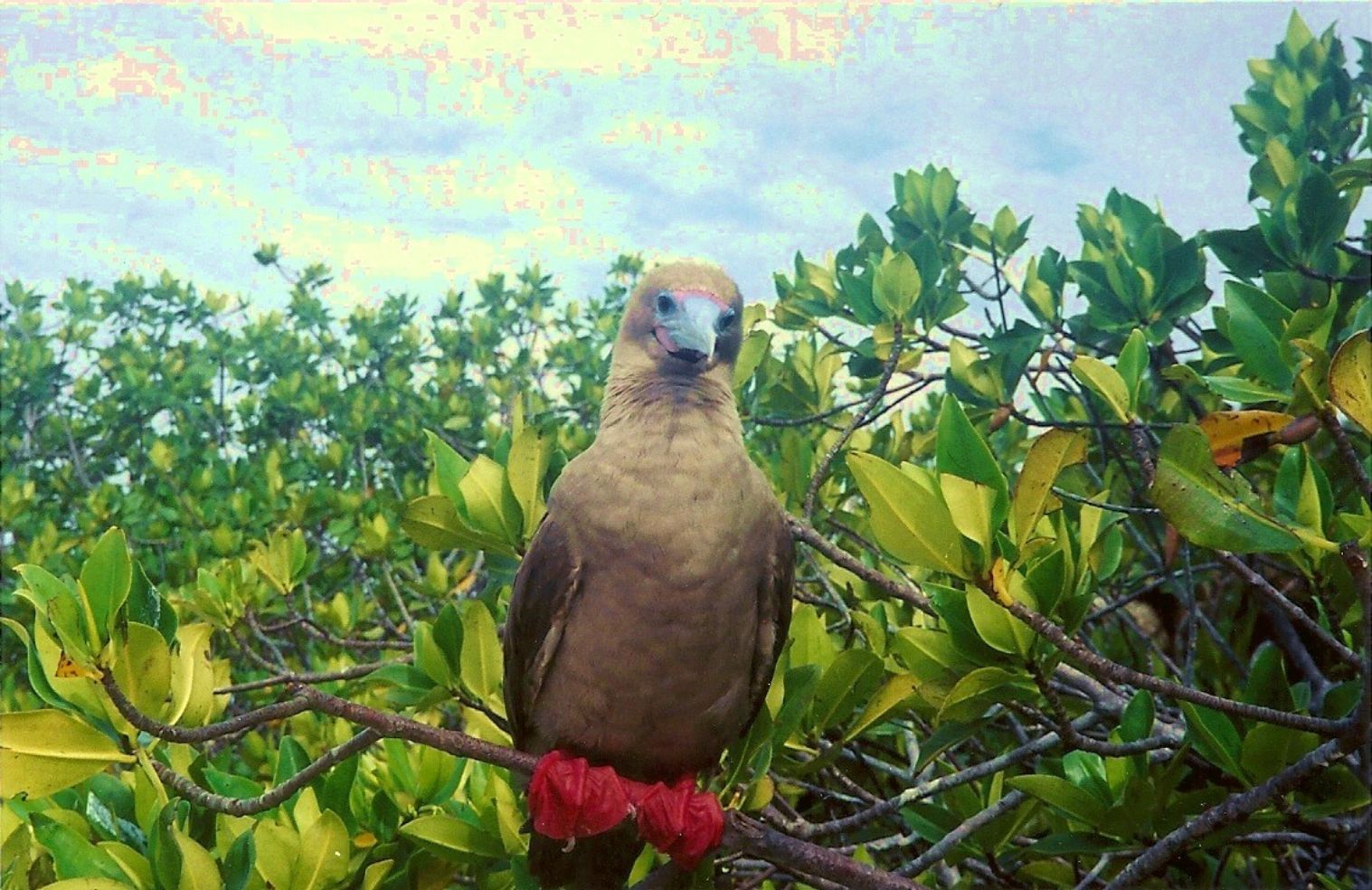 Wildlife in the Galápagos Islands