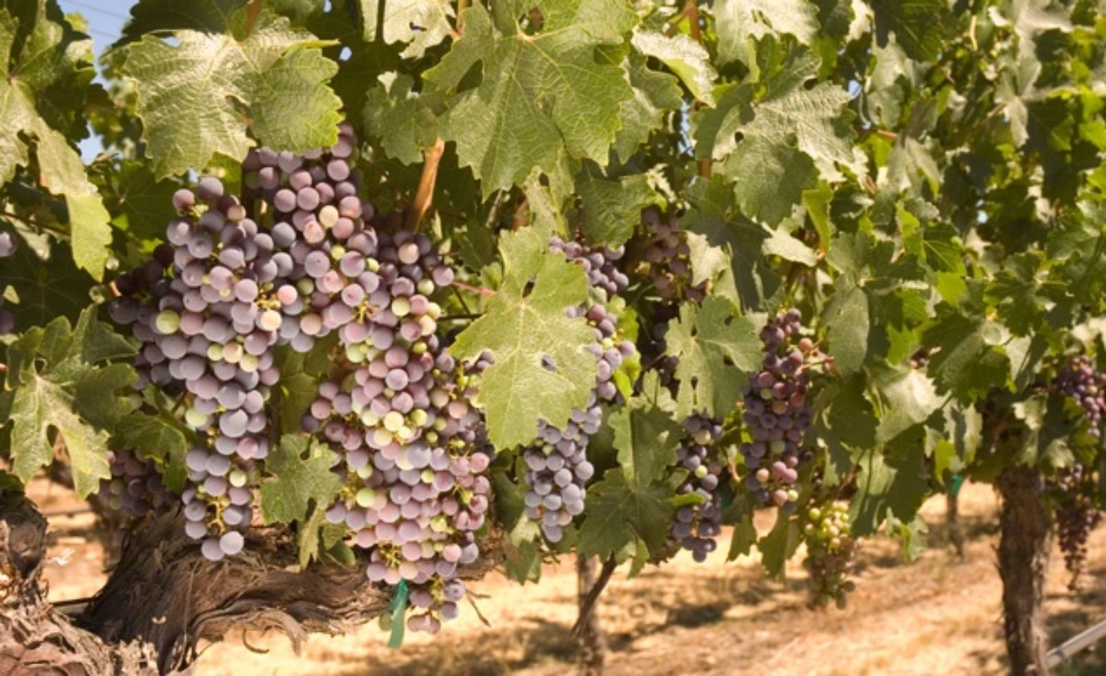 Grapes