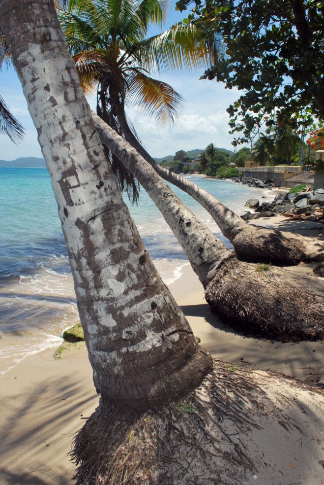 Palm trees on the beach in Vieques, Puerto Rico.