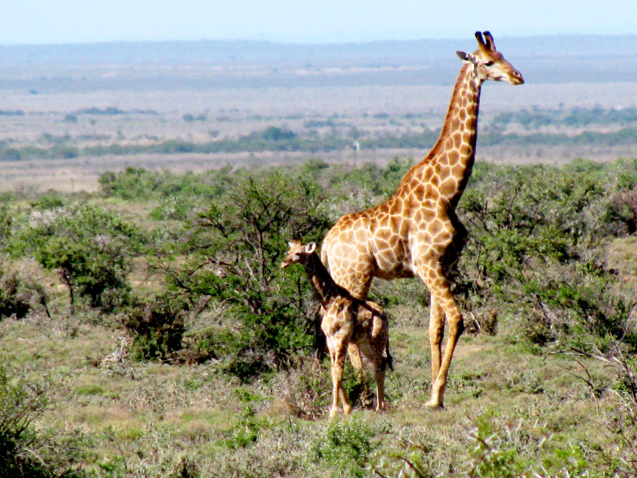 South Africa