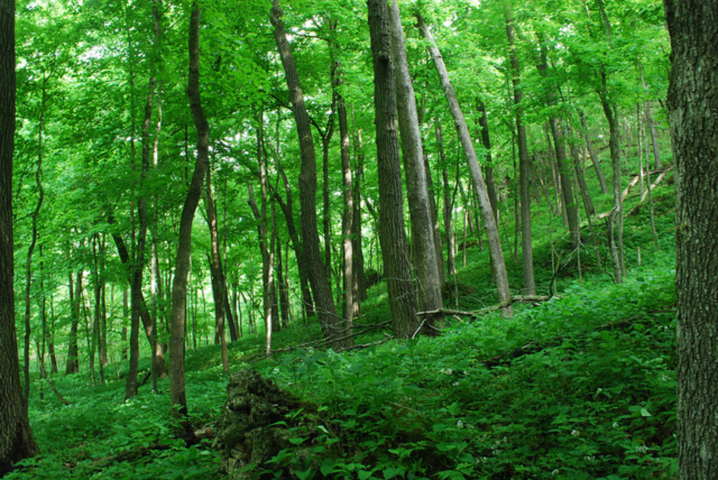 Wyalusing Hardwood Forest